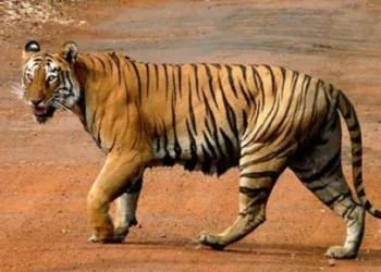 താമരശ്ശേരി ചുരത്തിൽ കടുവയെ കണ്ടെന്ന് നാട്ടുകാർ; ബൈക്ക് യാത്രക്കാരൻ രക്ഷപെട്ടത് തലനാരിഴയ്ക്ക്