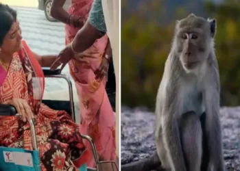 വീടിനുള്ളിൽ കയറി ആക്രമണം നടത്തി കുരങ്ങ് ; വീട്ടമ്മയ്ക്ക് പരിക്കേറ്റു