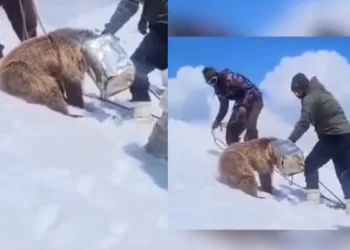 മഞ്ഞുമലയിൽ തകരപ്പാട്ടയിൽ തല കുടുങ്ങി; കരടിക്കുട്ടന് രക്ഷകരായി മാറിയത് ഇന്ത്യൻ സൈന്യം