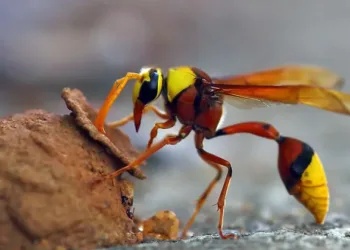 ഒരു തുള്ളി സോപ്പ് കൊണ്ട് ഒരു പ്രയോഗം; വേട്ടാളന്മാരെ വീട്ടിൽ നിന്നും ഓടിയ്ക്കാം