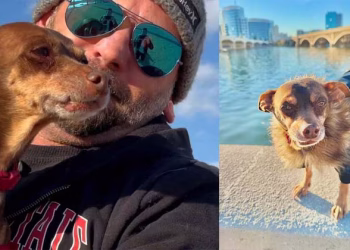 വീട്ടിലെ അരുമയെ കാണാതായത് എട്ട് വർഷം മുമ്പ്; തിരച്ചിലെല്ലാം പാഴായി; ഒടുവിൽ തുണയായത് അപ്രതീക്ഷിത ഫോൺകോൾ