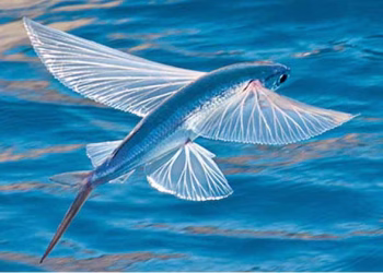 വവ്വാലും അണ്ണാനുമൊന്നുമല്ല, നിങ്ങള്‍ ഒരിക്കലും ചിന്തിക്കാത്ത ഈ ജീവികള്‍ക്കും പറക്കാന്‍ പറ്റും