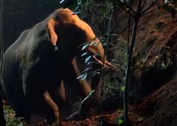 മലപ്പുറത്ത് കിണറ്റിൽ വീണ കാട്ടാനയെ കരയ്ക്കെത്തിച്ചു ; കുടുങ്ങിക്കിടന്നത് 20 മണിക്കൂറിലേറെ