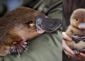 പല്ലില്ല; ഭക്ഷണം ചവയ്ക്കാൻ കല്ലുകൾ വിഴുങ്ങുന്ന ജീവി; ഭൂമിയിൽ നിന്നും മറഞ്ഞുകൊണ്ടിരിക്കുന്ന അത്ഭുത ജീവി