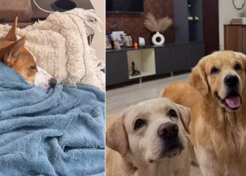 സോഷ്യൽ മീഡിയ ഭരിക്കുന്നത് ഈ ഇൻഫ്‌ലുവൻസേഴ്‌സ് മൃഗതാരങ്ങൾ ; ഒരു പോസ്റ്റിടാൻ 20000 രൂപവരെ