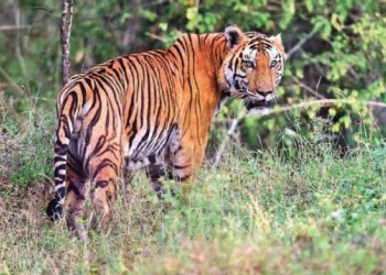 tiger in pulapally