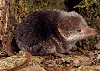 തണുപ്പായാൽ തലയോട്ടിയും തലച്ചോറും ചുരുങ്ങും; അത്ഭുതമാണ് ഷ്രൂ