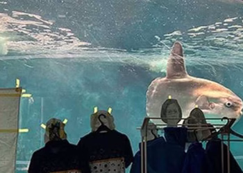 മനുഷ്യരെ കാണുന്നില്ല, ‘ദുഃഖിതനാ’യി ഭക്ഷണം പോലും കഴിക്കാതെ മത്സ്യം; സമാധാനിപ്പിക്കാന്‍ വേറിട്ട മാര്‍ഗവുമായി അധികൃതര്‍