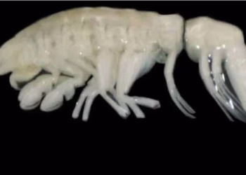 വൈറ്റ് ഷാര്‍ക്കൊന്നും ഒന്നുമല്ല, ഇതാണ് കടലിനടിയില്‍ പതുങ്ങിയിരിക്കുന്ന ഭീകരനായ വേട്ടക്കാരന്‍