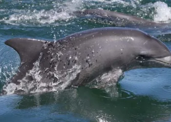 അപൂർവയിനം ഡോൾഫിനുകളെ കണ്ടെത്തി ഡൈവിംഗ് ടീം; വംശനാശഭീഷണി നേരിടുന്നവയെന്ന് റിപ്പോർട്ട്