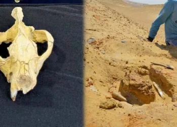 ആനകൾ വരെ ഇരകൾ; ചരിത്രാതീത കാലത്തെ മാംസഭോജി; ബാസ്‌റ്റെറ്റോഡൺ സിർടോസിന്റെ തലയോട്ടി കണ്ടെത്തി