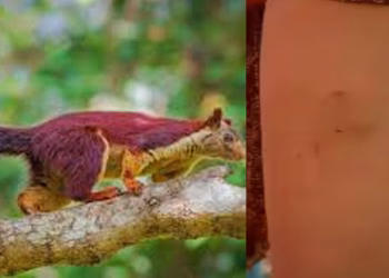 പുറത്ത് ഇറങ്ങാൻ പറ്റുന്നില്ല, ഇറങ്ങിയാൽ വന്ന് കടിക്കും ; നാട്ടുകാരുടെ ഉറക്കം കെടുത്തി വനം വകുപ്പുകാർ എടുത്തു വളർത്തിയ മലയണ്ണാൻ