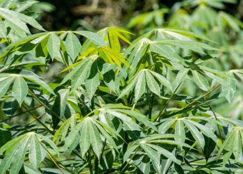 ലോകത്തെ ഏറ്റവും വിഷമുള്ള ഭക്ഷണം; പ്രതിവർഷം കൊല്ലുന്നത് 200 പേരെ; മലയാളികളുടെ പ്രിയപ്പെട്ട മരച്ചീനി വില്ലൻ!