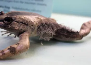 ആക്രമിക്കാൻ വന്നാൽ സ്വന്തം എല്ലൊടിച്ച്  ആയുധമാക്കി മാറ്റും ; അക്രമികളിൽ നിന്ന് വിചിത്രമായി രക്ഷനേടുന്ന തവളകളിലെ ഭീകരന്മാർ