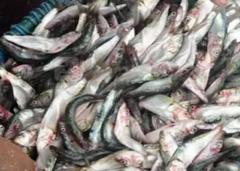 മത്തി വലുതാവുന്നില്ലല്ലോ ; ഇപ്പോഴത്തെ മത്തികൾ എല്ലാം കുഞ്ഞന്മാർ ; ഇവയ്ക്ക് എന്തുപറ്റി ?