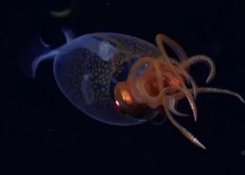 നൂറുവർഷങ്ങൾക്ക് ശേഷം ആഴക്കടലിൽ നിന്നും ഒരു അത്ഭുത കണ്ടെത്തൽ ; ഭീമൻ കണവയെ വീണ്ടും കണ്ടെത്തി ശാസ്ത്രജ്ഞർ