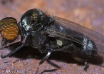 ഈ ഈച്ചകളെ പേടിച്ചോ,കടിച്ചാൽ കാഴ്ചപോകും; രക്തക്കൊതിയനായ കുഞ്ഞൻ ഭീകരൻ