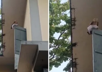 ഡു നത്തിംഗ്….പിഎസ്.സി ഹാൾടിക്കറ്റ് പരുന്ത് റാഞ്ചി; പിന്നീട് സംഭവിച്ചത്