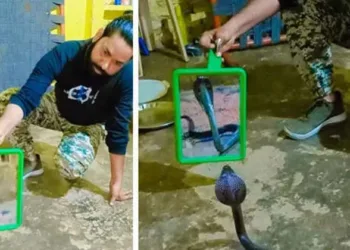 ദേ വേറൊരു ഞാൻ…പത്തിവിടർത്തിയാടിയ മൂർഖന് നേരെ കണ്ണാടി പിടിച്ചു; സോഷ്യൽമീഡിയയെ പിടിച്ചുകുലുക്കിയ വീഡിയോ