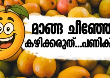മാങ്ങ ചീഞ്ഞോ കഴിക്കരുത്…പണികിട്ടും