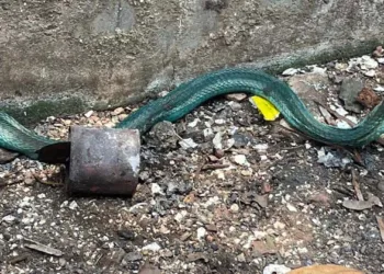 തിരൂരിൽ ഒരു പച്ച മൂർഖൻ ; ലീഗ് അനുഭാവിയാണോ എന്ന് സംശയം;പൊട്ടിച്ചിരിപ്പിച്ച് കമന്റുകൾ