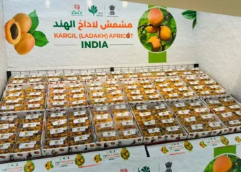 കടൽകടന്ന് കാർഗിൽ ആപ്രിക്കോട്ട് ഗൾഫ് രാജ്യങ്ങളിലേക്ക് ; അന്താരാഷ്ട്ര വിപണിയിലേക്ക് ഇതാദ്യം