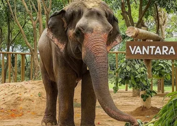 വില്ലൻ ഞങ്ങളല്ല, ആ എൻജിഒ ; മാധുരിയെ എപ്പോൾ വേണമെങ്കിലും തിരികെ അയക്കാൻ തയ്യാർ ; മഹാരാഷ്ട്ര സർക്കാരിനെ അറിയിച്ച് വനതാര