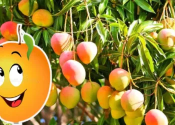 പണിപാളിയോ ശ്രദ്ധിച്ചാൽ… അടുത്ത സീസണിൽ കുലകുലയായി മാങ്ങകൾ ലഭിക്കും,മാവ് പരിചരണം ഇപ്പോഴേ തുടങ്ങാം….