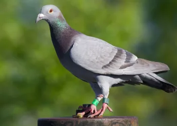 ഭീഷണി സന്ദേശവുമായി പ്രാവ് ; കണ്ടെത്തിയത് ജമ്മു കശ്മീർ അതിർത്തിയിൽ ; അതീവ ജാഗ്രതയിൽ സൈന്യം