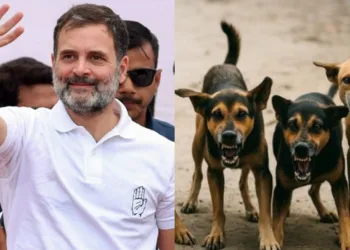 മിണ്ടാപ്രാണികളാണ്, പ്രശ്നമായി കാണരുത് ; തെരുവ് നായ്ക്കളെ പിടികൂടാനുള്ള സുപ്രീംകോടതി നിർദ്ദേശത്തിനെതിരെ രാഹുൽ ഗാന്ധി