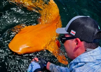 നല്ല ഓറഞ്ചിന്റെ നിറം, വെളുത്ത കണ്ണുകൾ ; കരീബിയൻ കടലിൽ ഇതാ ഒരു അത്ഭുത സ്രാവ്