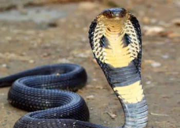 ചത്താലും വിഷത്തിനൊരു കുറവുമില്ല…പേടിക്കണം ഇവയെ..തലവെട്ടിയാലും പവറായി നിൽക്കുന്ന പാമ്പുകൾ; പുതിയ പഠനം
