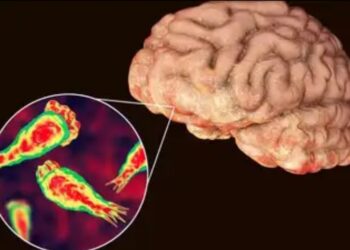 കേരളത്തിൽ വീണ്ടും അമീബിക് മസ്തിഷ്കജ്വര മരണം ; ഒരു മാസത്തിനുള്ളിൽ മാത്രം മരിച്ചത് 6 പേർ