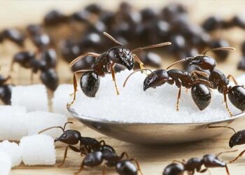 അടുക്കള താവളമാക്കിയോ ഉറുമ്പുകൾ?അഞ്ച് പെെസ ചിലവില്ലാതെ കുടുംബത്തോടെ തുരത്താം