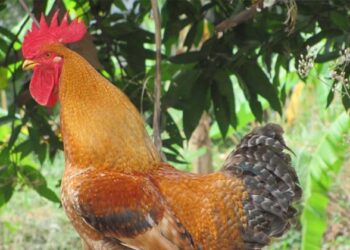 മരുമകൻ സൽക്കാരത്തിന് ചിക്കൻ കറി വേണം; കോഴിക്ക് ലക്ഷ്യം വച്ച വെടി കൊണ്ട് അയൽവാസി മരിച്ചു
