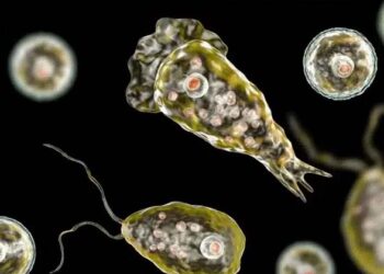 അമീബിക് മസ്തിഷ്‌ക ജ്വരം വില്ലനാകുമ്പോൾ, പത്ത് മാസത്തിനിടെ രോഗം സ്ഥിരീകരിച്ചത് 97 പേർക്ക്: സംസ്ഥാനത്ത് അതീവ ജാഗ്രത