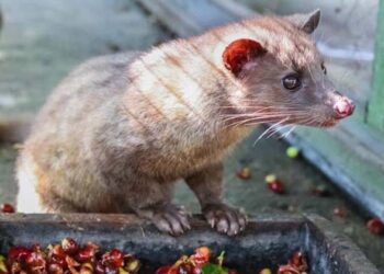 മുഖ്യനും പ്രതിപക്ഷ നേതാവും സുല്ലിട്ടു ,അത്രയ്ക്ക് ഭീകരനോ ഇവൻ; കള്ളുണ്ണിക്കും ചിലത് പറയാനുണ്ട്…..