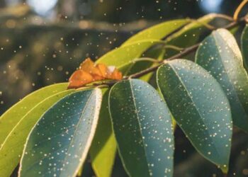 സ്വർണം കായ്ക്കുന്ന മരം..ഓരോന്ന് വച്ചുപിടിപ്പിച്ചാലോ ?ഗംഭീര കണ്ടെത്തലുമായി ഗവേഷകർ