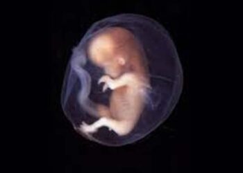 ചർമകോശത്തിൽ നിന്ന് കുഞ്ഞ്……സ്വവർഗാനുരാഗികൾക്കുള്ള സന്തോഷവാർത്ത; ഗവേഷണവുമായി ശാസ്ത്രജ്ഞർ