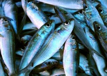 മലയാളി ഒരു ദിവസം തിന്നുതീർക്കുന്നത് 2540.48 ടൺ മത്സ്യം: എന്നിട്ടും തികയുന്നില്ല, ഇനിയും വേണം 400 ടണ്ണിലധികം