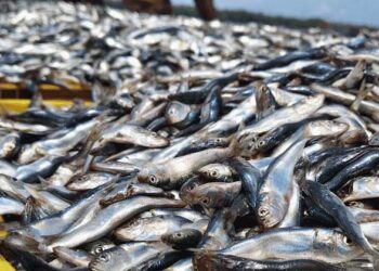 10 സെന്റീമീറ്ററിൽ താഴയുള്ള മത്തികുഞ്ഞുങ്ങളെ പിടിക്കരുത്; മത്സ്യത്തൊഴിലാളികൾക്ക് കർശന നിർദ്ദേശം