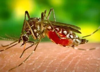 ദൈവമേ അങ്ങനെ അതും സംഭവിച്ചു; ഐസ്ലൻഡിൽ കൊതുകിനെ കണ്ടെത്തി…ഇനിയെന്ത്…