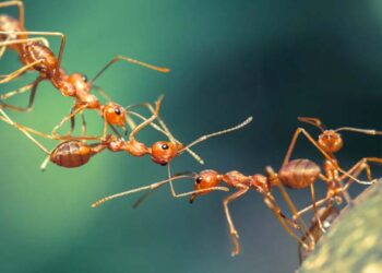 ഉറുമ്പുകളെ പേടി..25 കാരി ജീവനൊടുക്കി