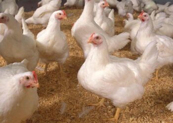 പക്ഷിപ്പനിയുടെ പുതിയ വകഭേദം H5N5 ; ആദ്യ മരണം റിപ്പോർട്ട് ചെയ്തു ; മരിച്ചത് കോഴികളുമായി അടുത്ത സമ്പർക്കം പുലർത്തിയിരുന്നയാൾ