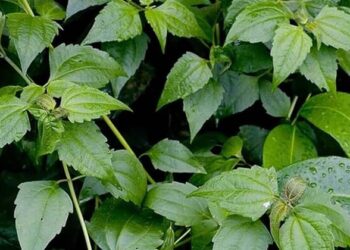 കമ്യൂണിസ്റ്റ് പച്ചയെന്ന കള..ഈ വിദേശിയെങ്ങനെ കേരളത്തിൽ വേരുപിടിച്ചു?: എങ്ങനെ ഈ പേര് വന്നു? വിശദമായി അറിയാം