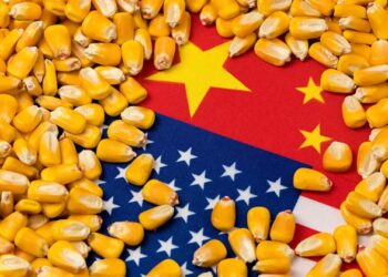 അമേരിക്ക ചതിച്ചു; പന്നിവിസർജ്യം വളമായ ചോളം കയറ്റി അയച്ച് രാജ്യം; ഹറാം ചോളത്തിനെതിരെ ബംഗ്ലാദേശിൽ പ്രതിഷേധം;