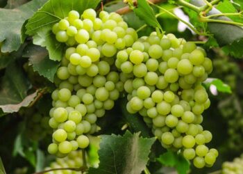 പുതുവർഷ രാവിൽ അകത്താക്കേണ്ടത് കൃത്യം 12 മുന്തിരികൾ; എന്താണ് ഈ അപൂർവ്വ ആചാരത്തിന് പിന്നിലെ രഹസ്യം?