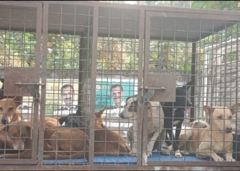 തിരുവനന്തപുരം കോർപ്പറേഷനിലെ തെരുവ് നായ്ക്കൾ ഷെൽട്ടറിലേക്ക് ; വാഗ്ദാനങ്ങൾ നടപ്പാക്കി മുന്നോട്ടെന്ന് മേയർ വി വി രാജേഷ്