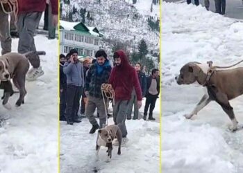 കൂട്ടുകാരുടെ മൃതദേഹത്തിന് കാവലായി നാലുദിവസം; ഹിമപാതത്തിലും അനങ്ങാതെ പിറ്റ്ബുൾ; ഹിമാചലിൽ നൊമ്പരമായി രണ്ട് യുവാക്കളുടെ അന്ത്യം