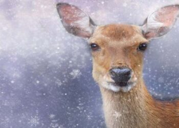 ‘സ്കിൻകെയറിന്’ കസ്തൂരിമാൻ തന്നെ വേണോ? അറിയേണ്ട കാര്യങ്ങൾ